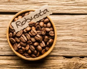 robusta coffee beans 500x500 1